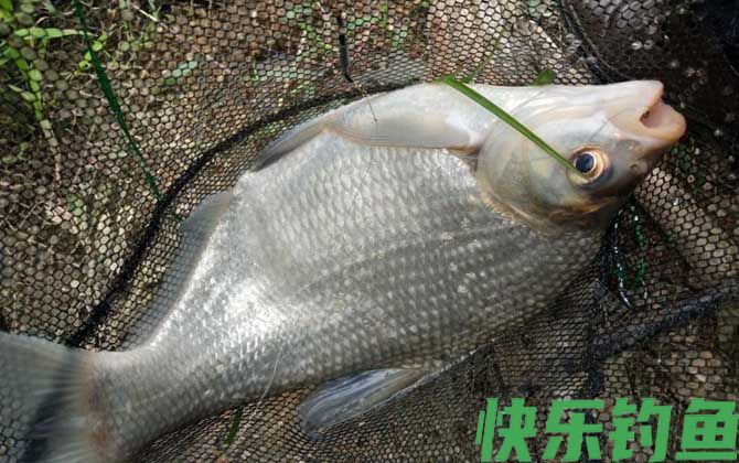 野钓鳊鱼