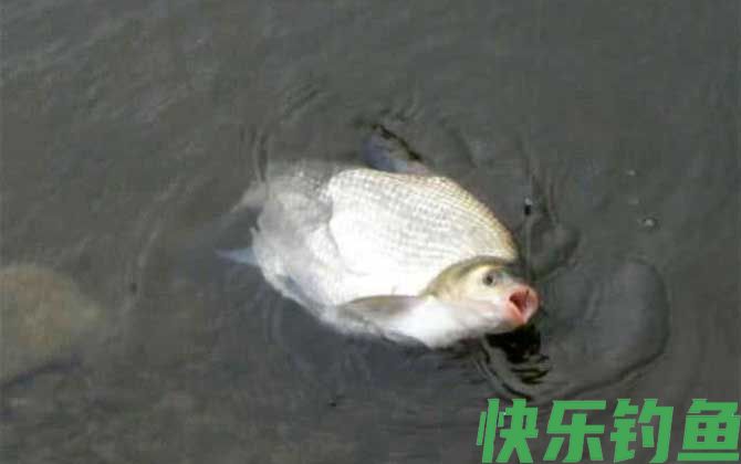 野钓鳊鱼