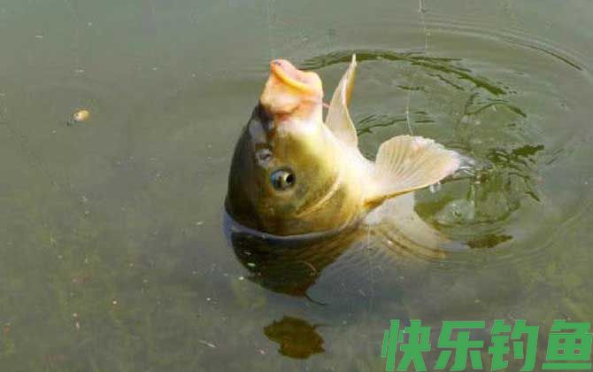 鲤鱼