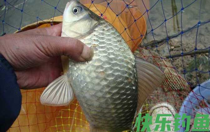 野钓鲫鱼