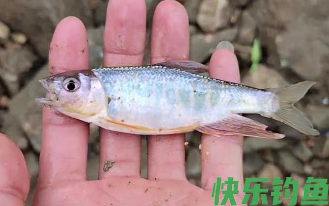 钓马口鱼