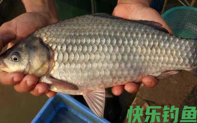 钓鲫鱼