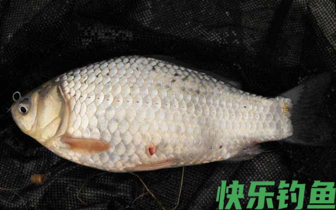 钓鲫鱼