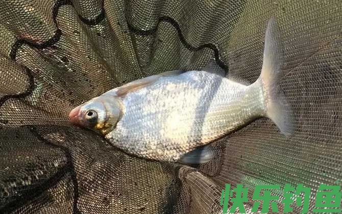 鳊鱼