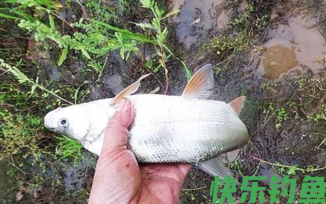 黄尾鱼