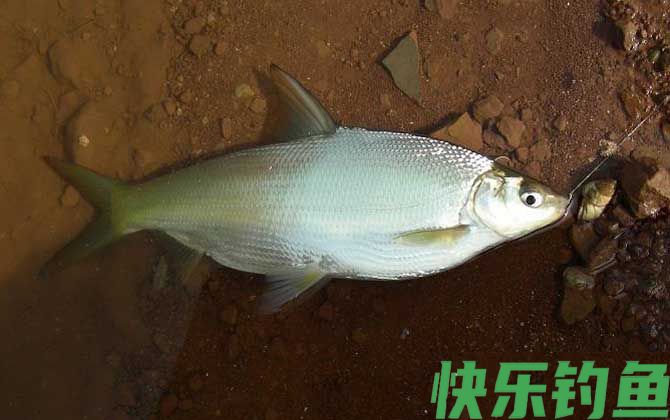 黄尾鱼