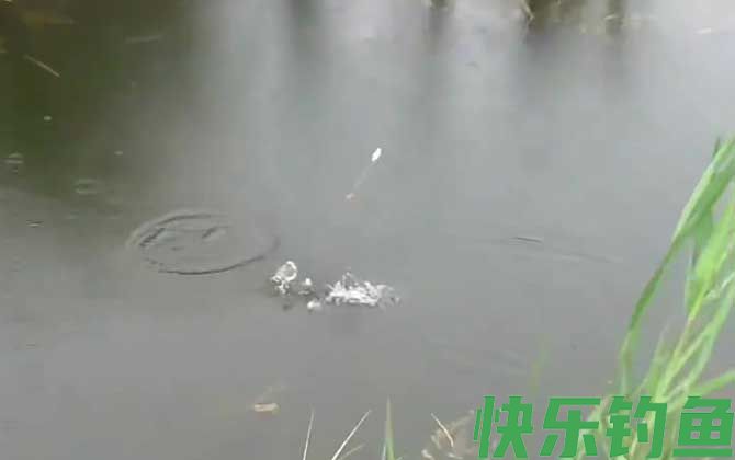 初夏钓鱼
