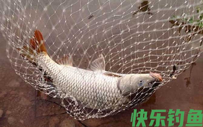 钓鲤鱼