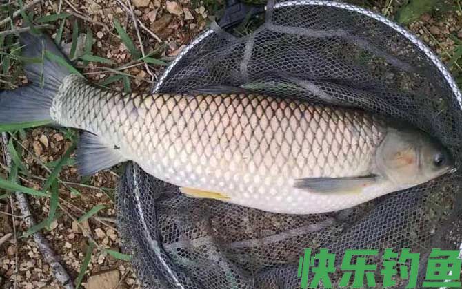钓草鱼