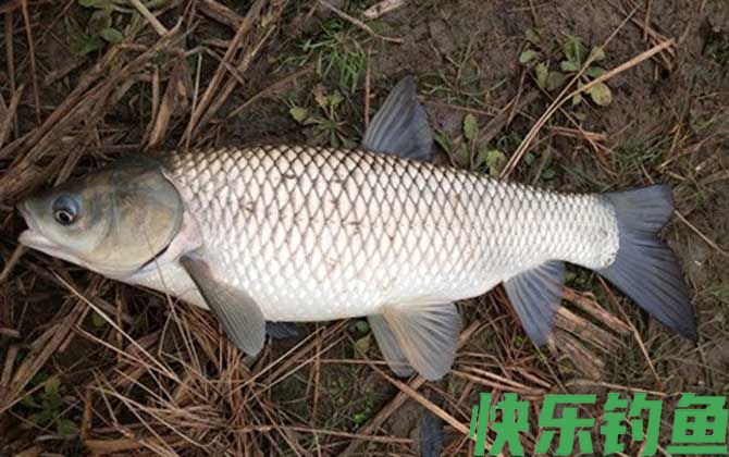 钓草鱼