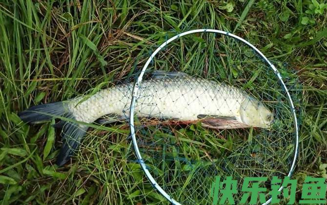 钓草鱼