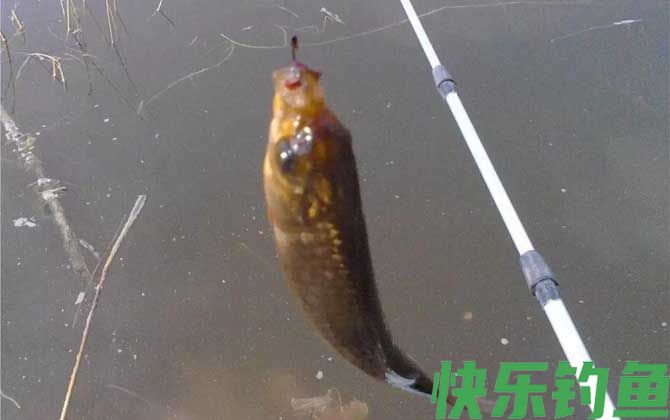 钓鲫鱼