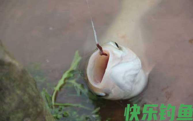 蚯蚓钓鲫鱼