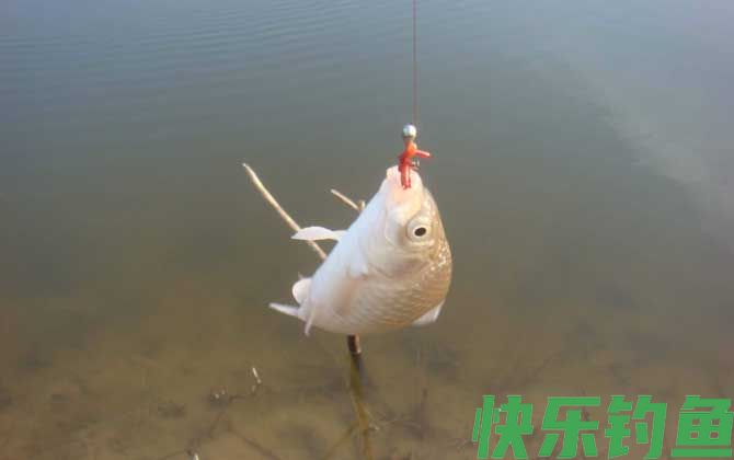 蚯蚓钓鲫鱼