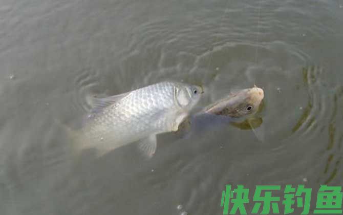 钓鲫鱼
