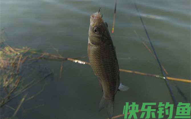 钓鲫鱼