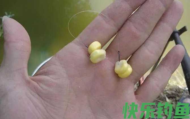 玉米钓鱼