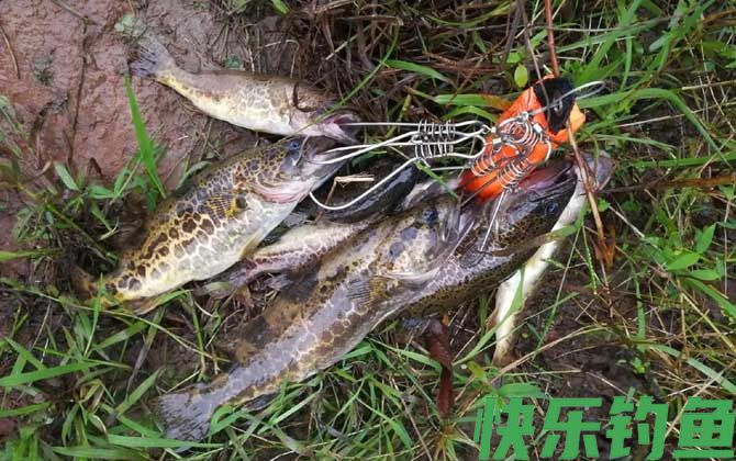 钓鳜鱼