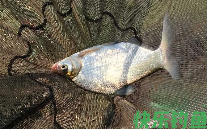 夏季涨水后钓鱼