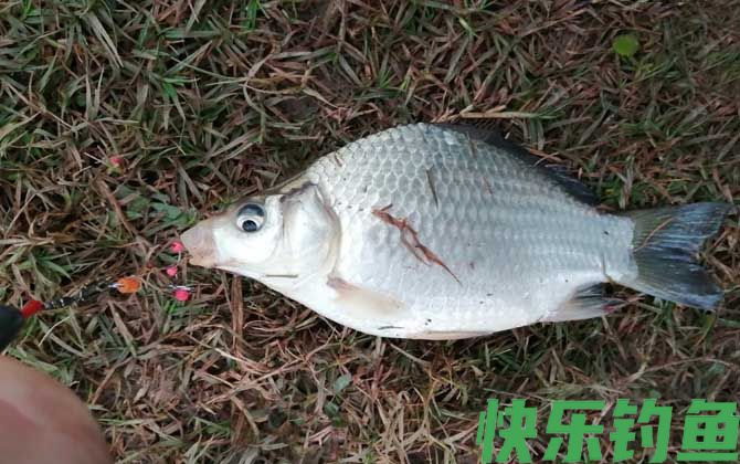 夏季涨水后钓鱼