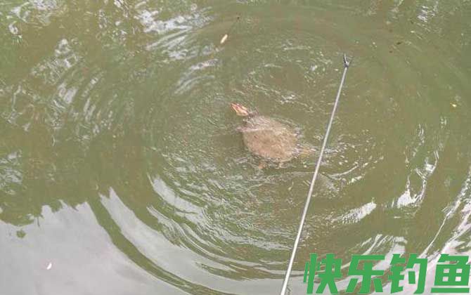 钓甲鱼