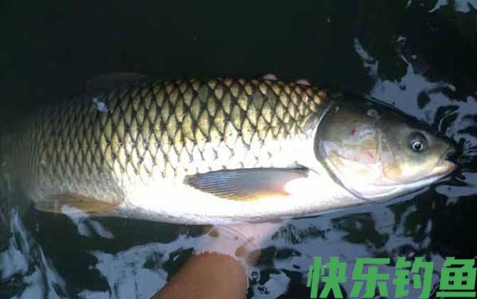 钓草鱼