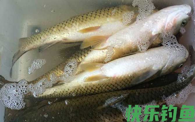 钓草鱼