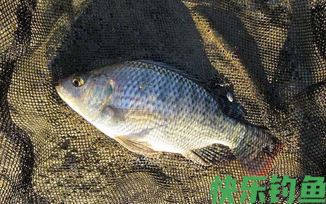 钓罗非鱼