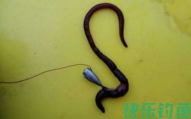 蚯蚓野钓
