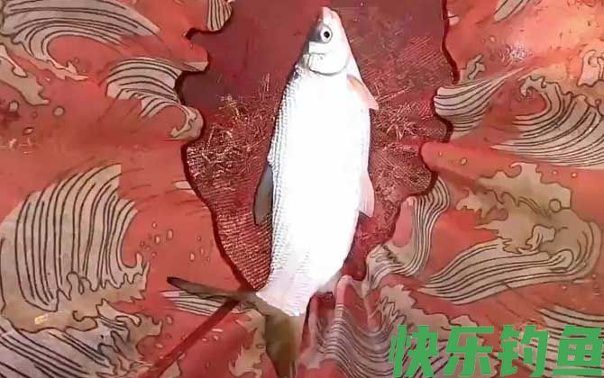 钓鲴鱼