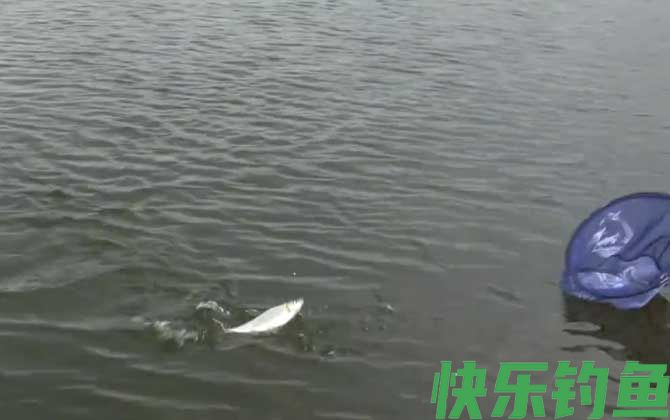 钓鲴鱼