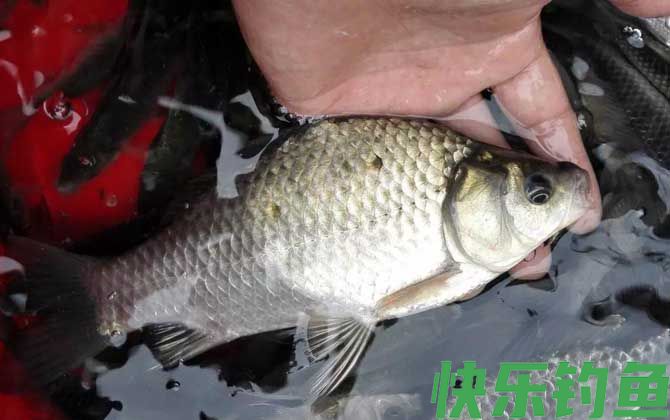 黑坑钓鲫鱼