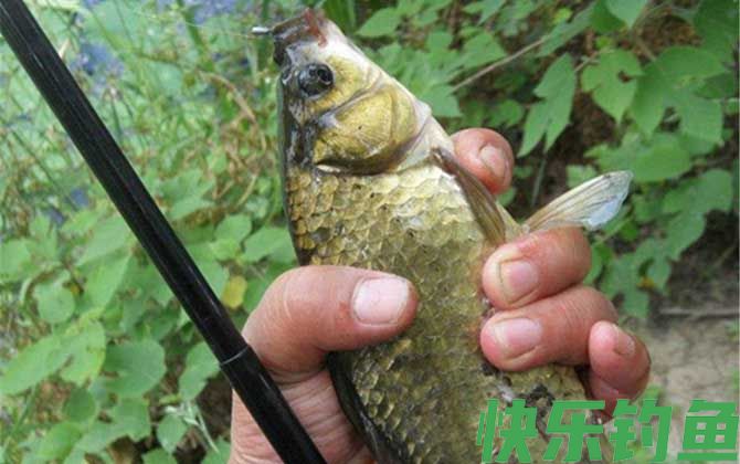 夏天钓鱼