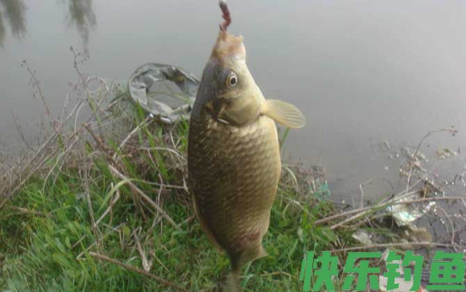 钓鲫鱼
