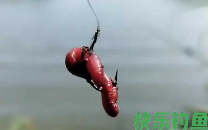 蚯蚓怎么穿