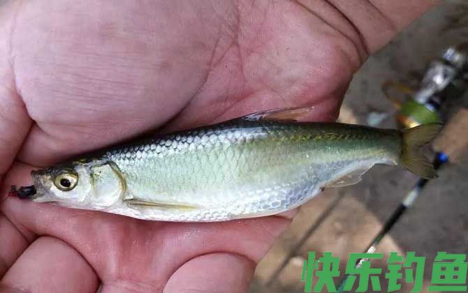 白条鱼