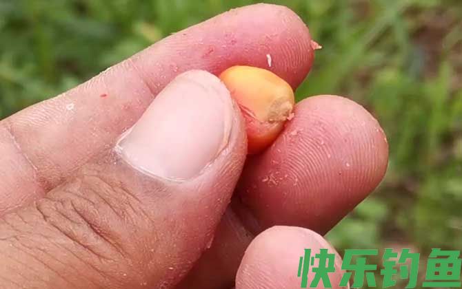 玉米钓鱼