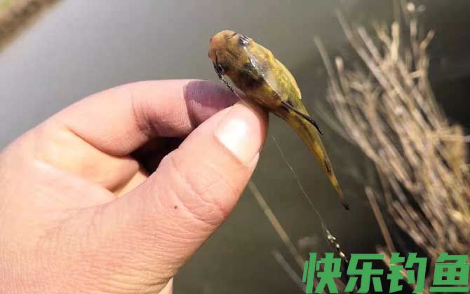 钓黄颡鱼