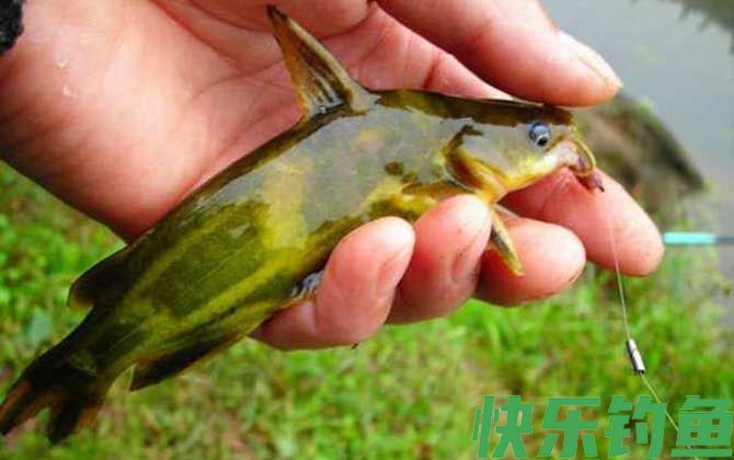 钓黄颡鱼