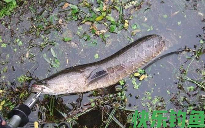 钓黑鱼