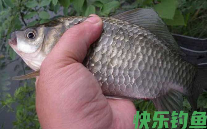 春季野钓鲫鱼