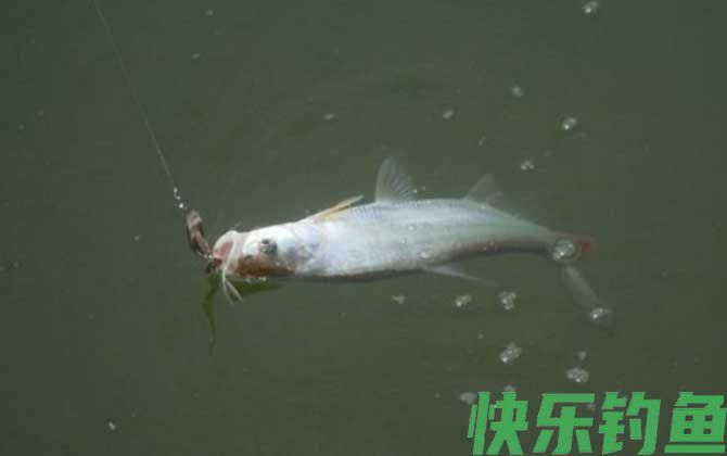 钓翘嘴鱼