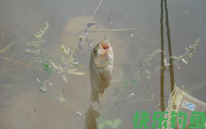 野钓鲫鱼