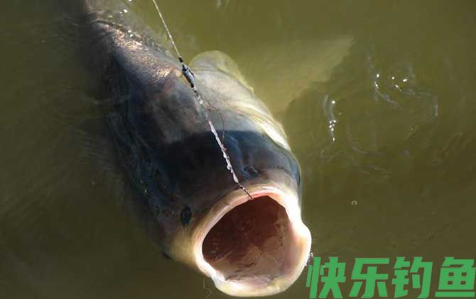 钓鲢鳙