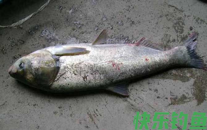 钓鲢鳙