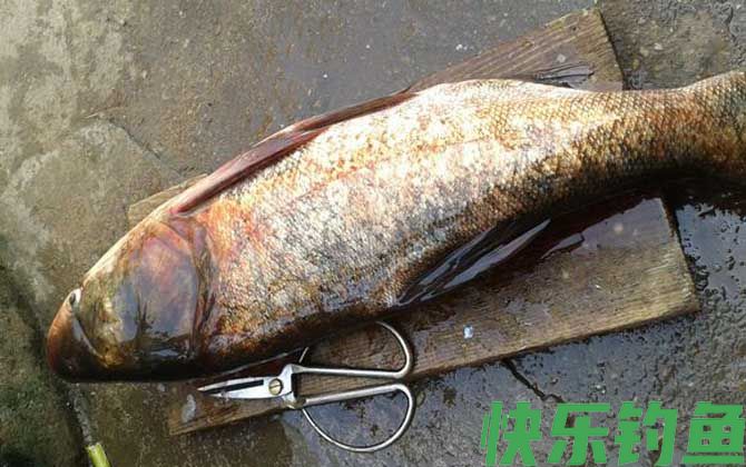 钓鲢鳙