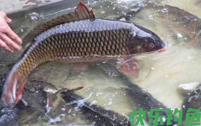黑坑钓鲤鱼