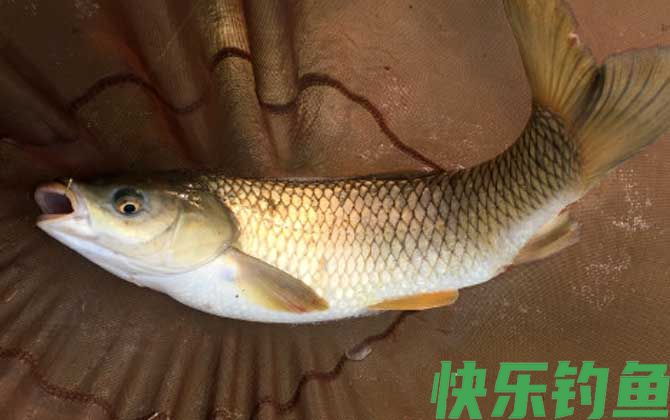 钓鲤鱼
