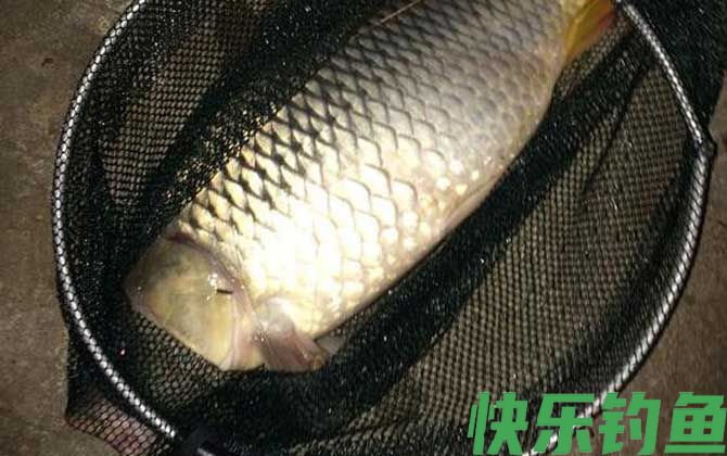 钓鲤鱼