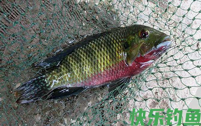 钓罗非鱼